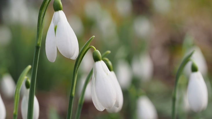 A close up images of a cluster of white snowdrops